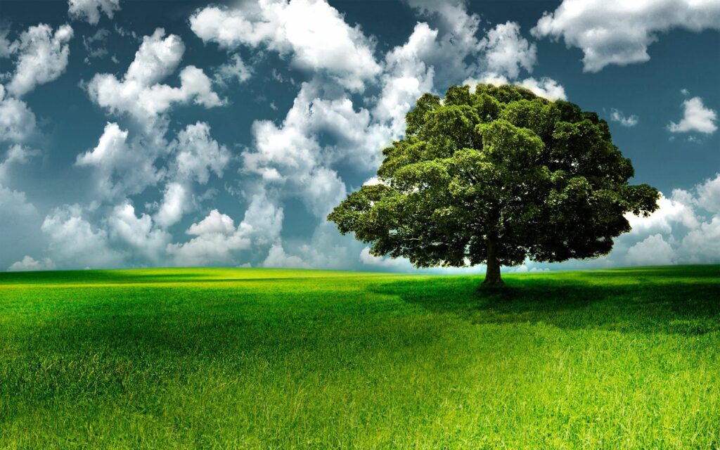 Lush green tree in bright grass field under dynamic sky with white clouds vibrant wallpaper background