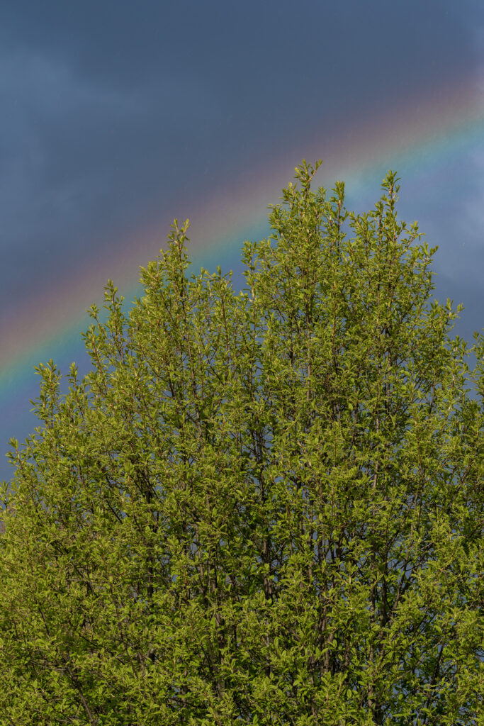 Lush green tree with dense branches under dark sky and vibrant rainbow arching overhead wallpaper background
