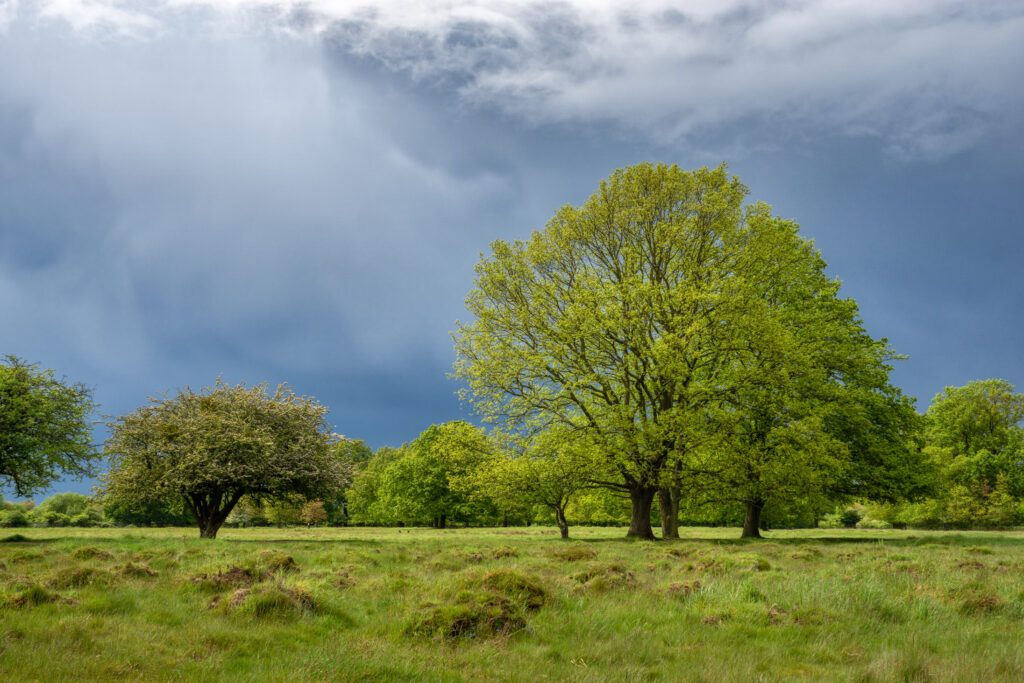 Lush green trees on grassy field under dramatic cloudy sky vibrant nature landscape wallpaper background