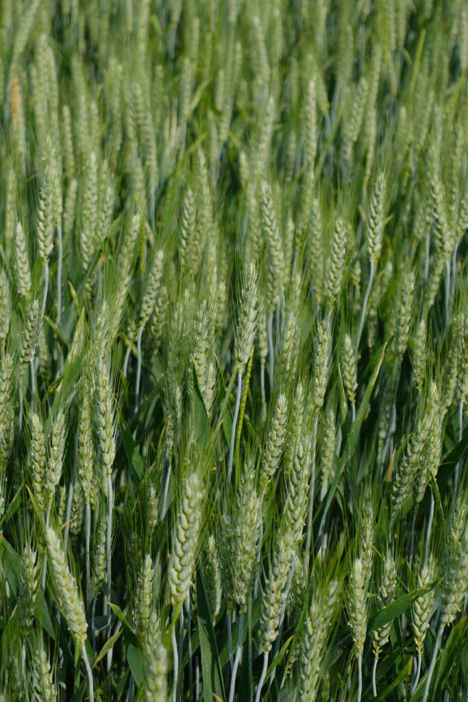 Lush green wheat field with vibrant ears swaying in sunlight natural serene crop wallpaper