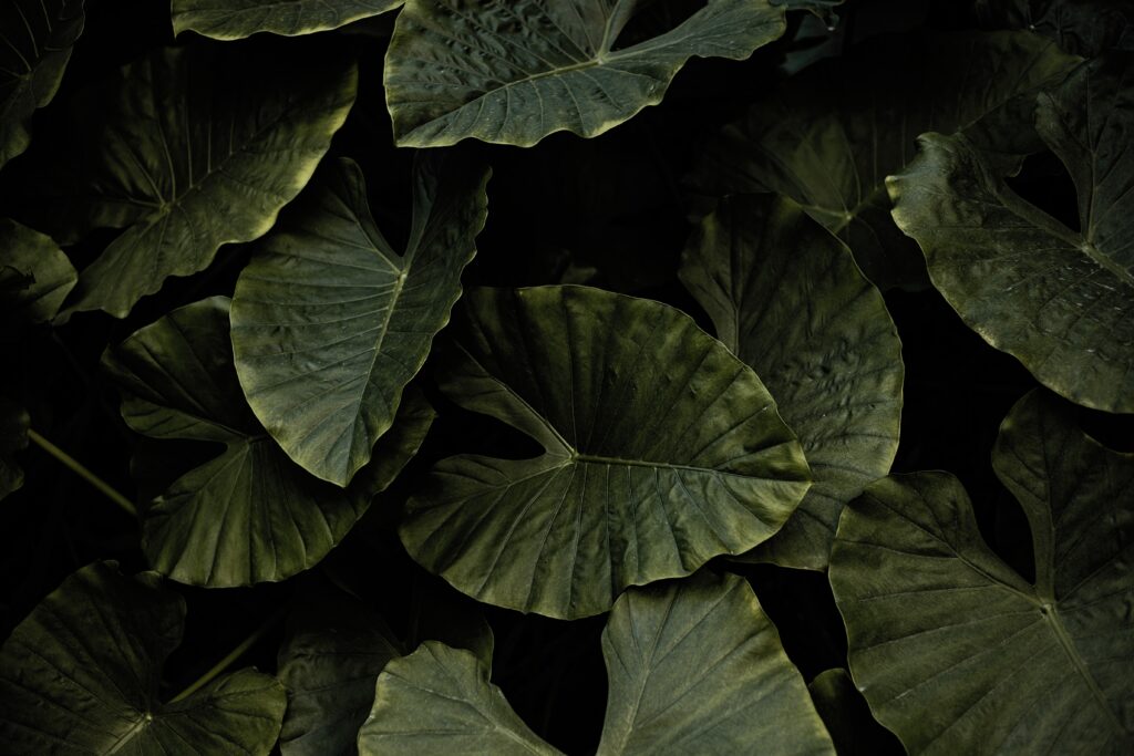 Lush green xanthosoma leaves wallpaper with broad textured surfaces and deep veins background