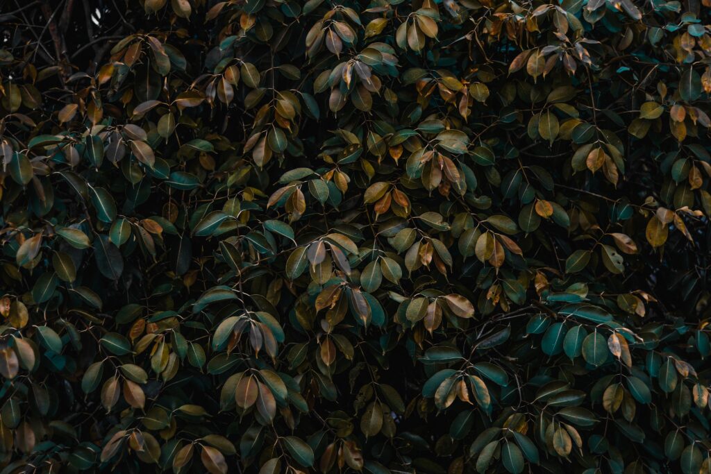 Dense green and brown leaves wallpaper with realistic texture creating a lush natural background