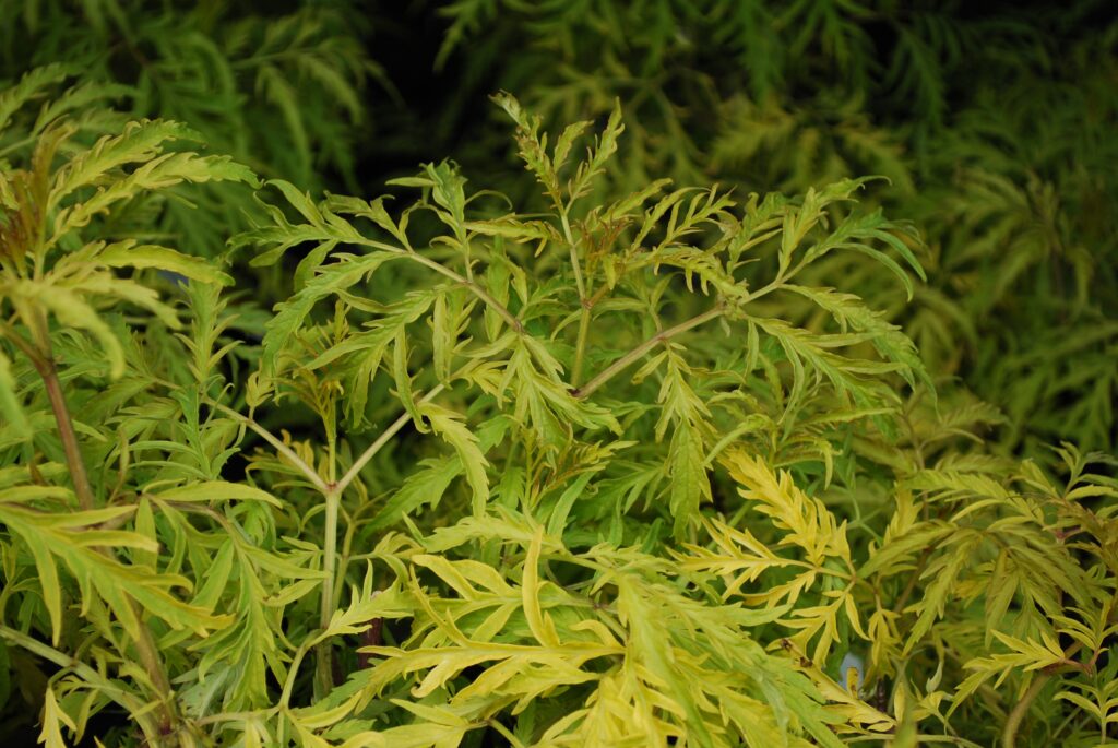Lush green and yellow leaves wallpaper with intricate natural patterns for nature-inspired design