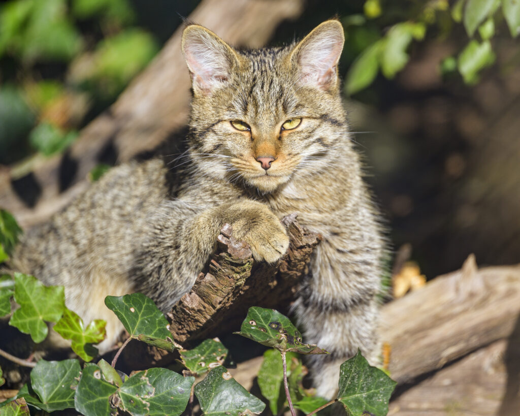 Wild Cat on Tree Branch: Captivating Wildlife Wallpaper Background