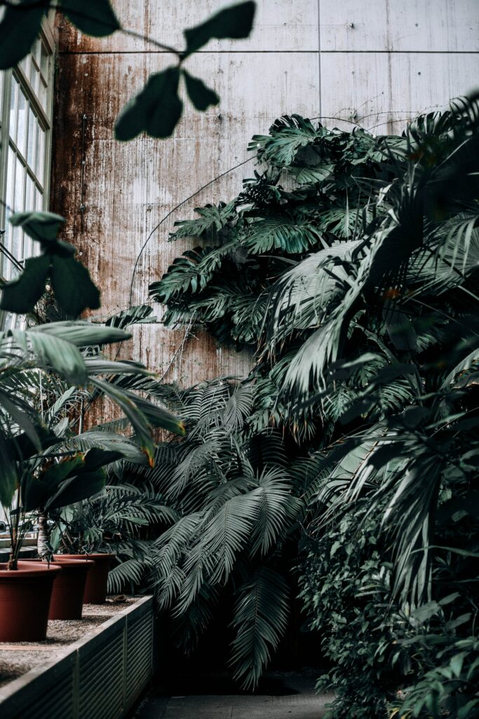 Serene Greenhouse Wallpaper: Lush Foliage & Rustic Metal Background