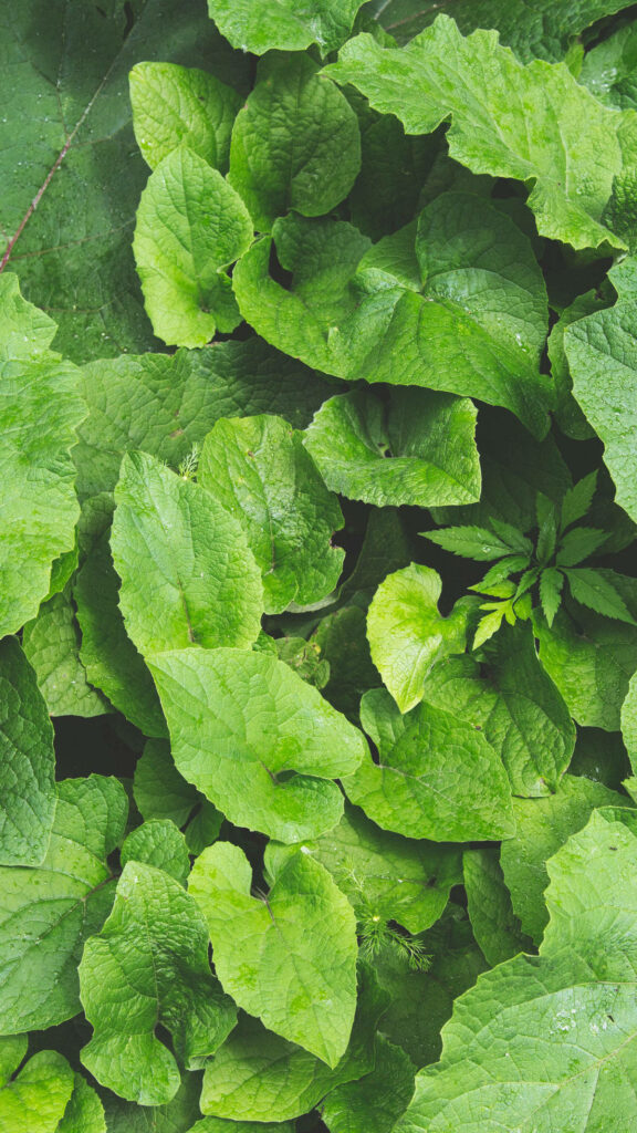Lush Hedge Garlic Mustard Wallpaper: Tranquil Nature Background