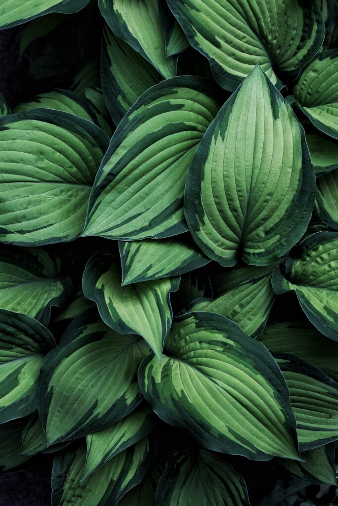 Lush green hosta plant leaves with variegated patterns creating a calming botanical wallpaper background
