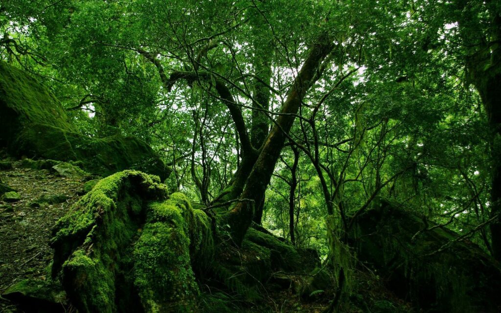 Lush jungle wallpaper with dense trees vivid green moss on fallen wood vibrant forest ecosystem