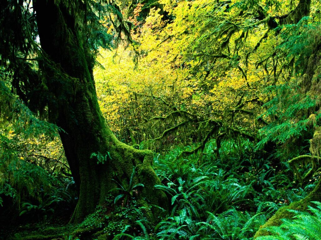 Lush jungle wallpaper with massive mossy tree vibrant green ferns and sunlight filtering canopy