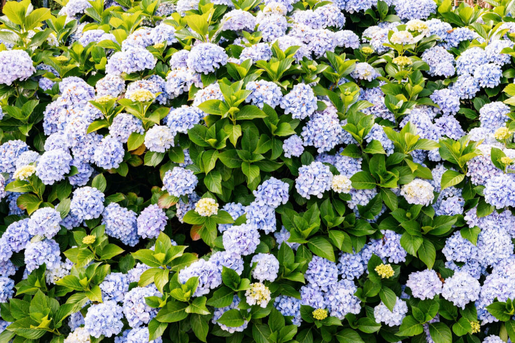 Tranquil Light Blue Hydrangeas Wallpaper with Vibrant Green Leaves