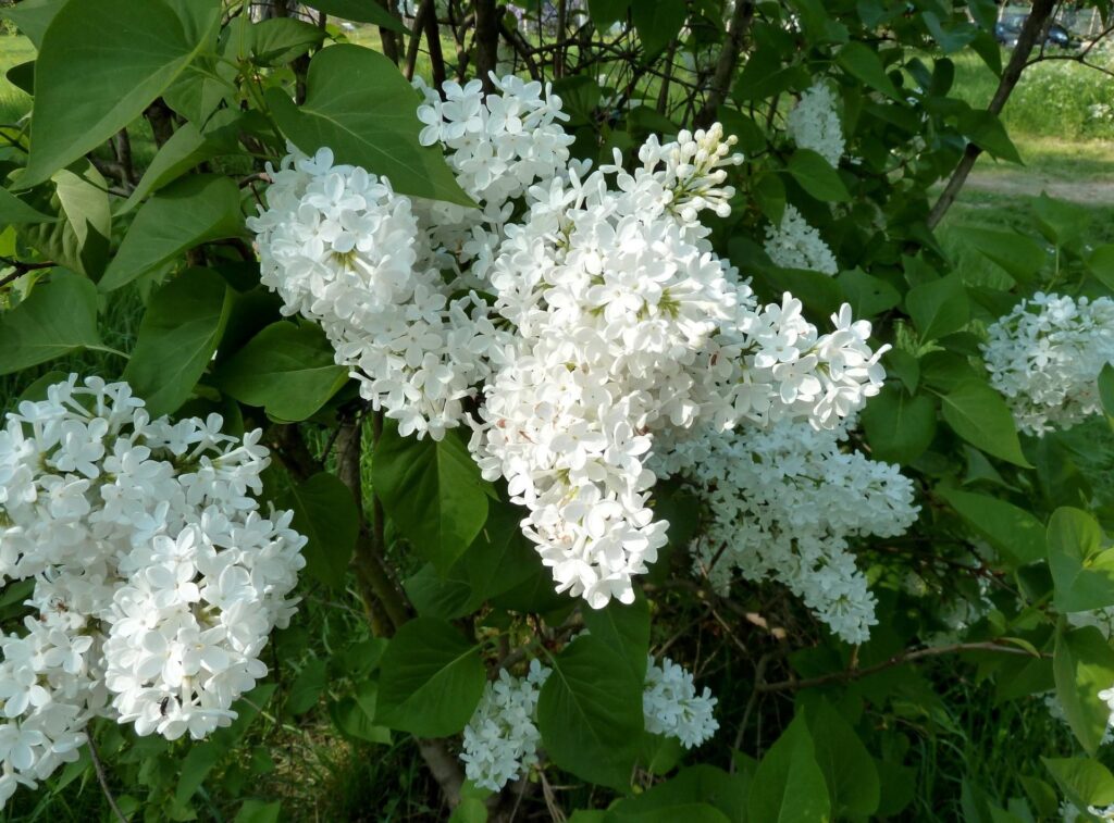 Lush Lilacs Blooming: Vibrant Spring Wallpaper Background