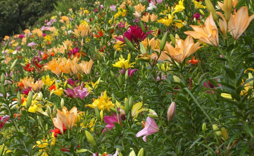 Vibrant Floral Wallpaper: Lush Lilies in Bloom with Diverse Colors