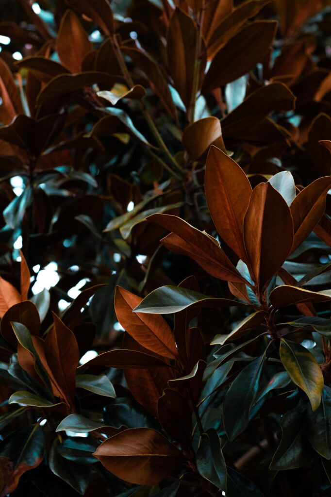 Lush magnolia leaves wallpaper in deep green and copper with dramatic lighting and rich texture