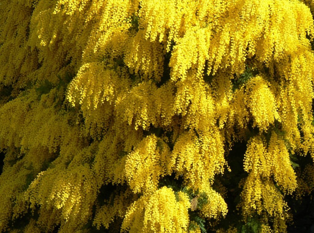 Vibrant Mimosa Flowers Wallpaper: Spring Beauty in Yellow Blooms