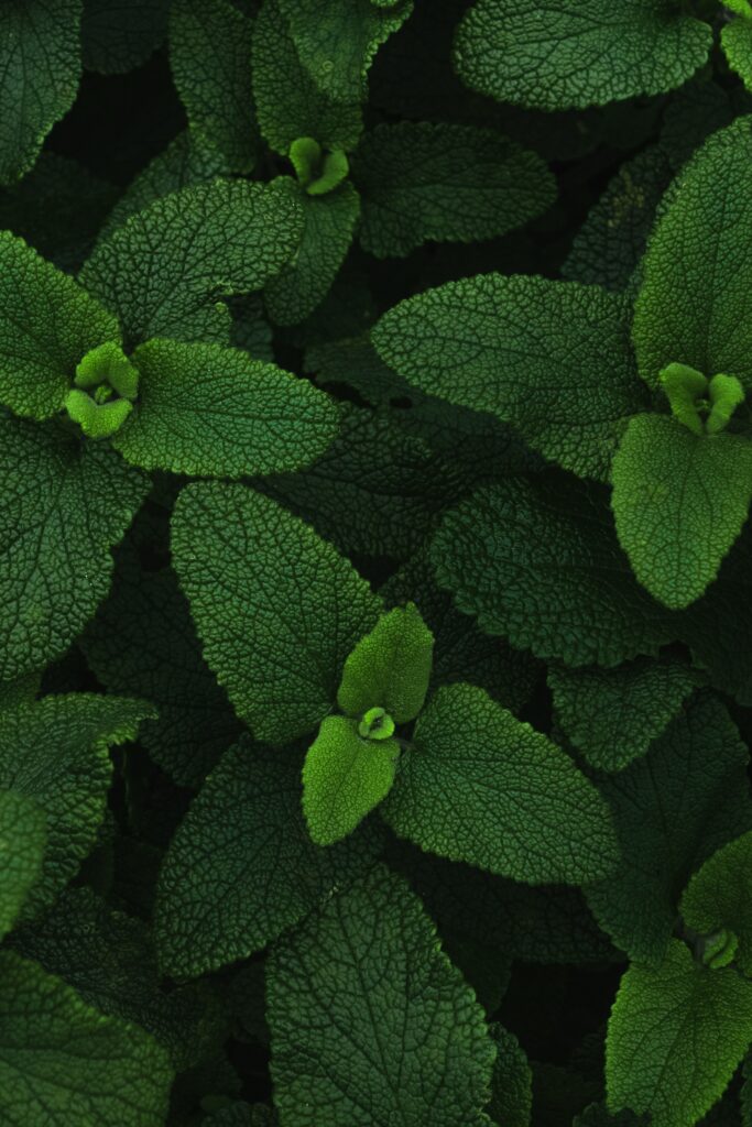 Close-up of lush mint leaves showing detailed veins and vivid green natural texture wallpaper background