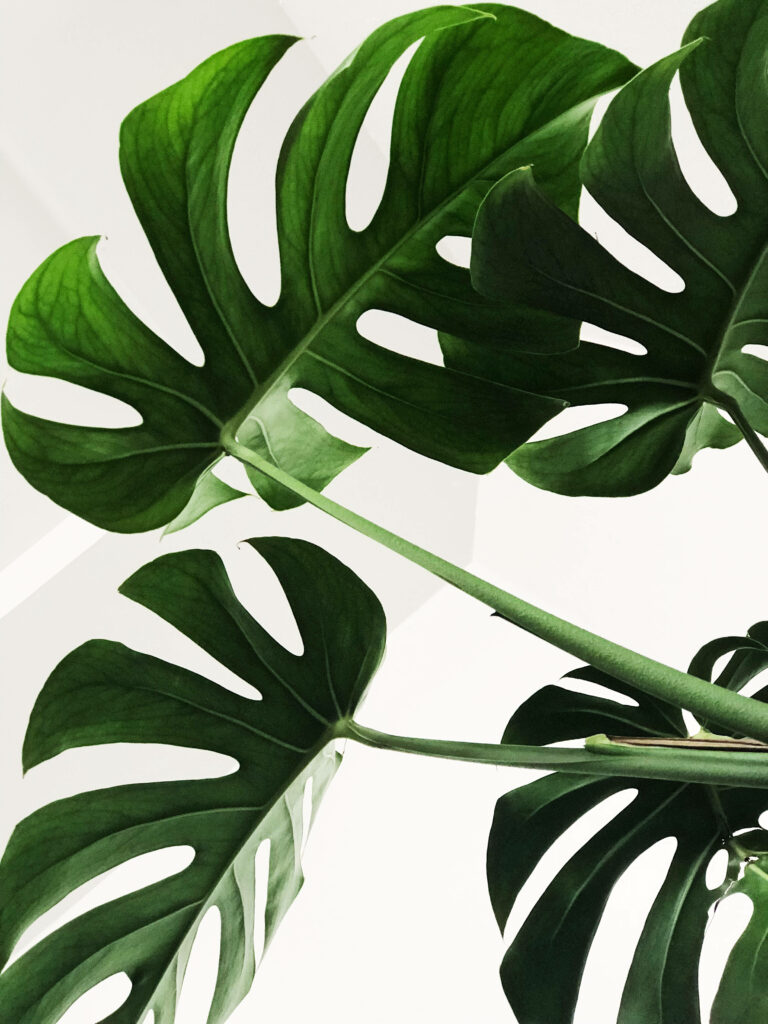 Serene Monstera Paradise: A Captivating Minimalist Composition Wallpaper