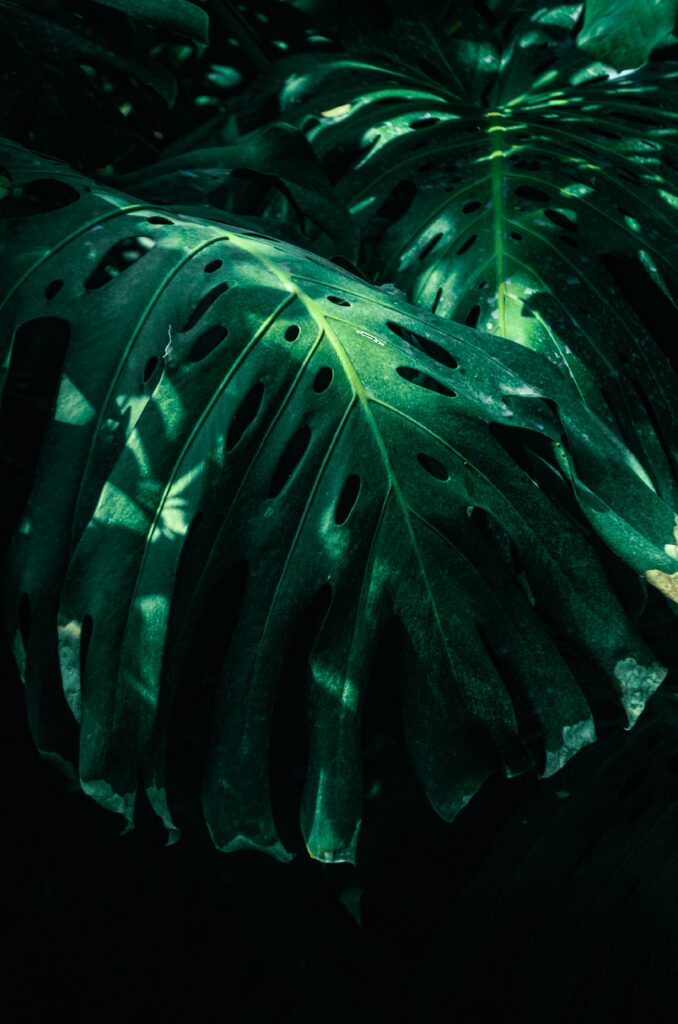 Lush green monstera leaves with dramatic lighting and deep shadows tropical wallpaper background