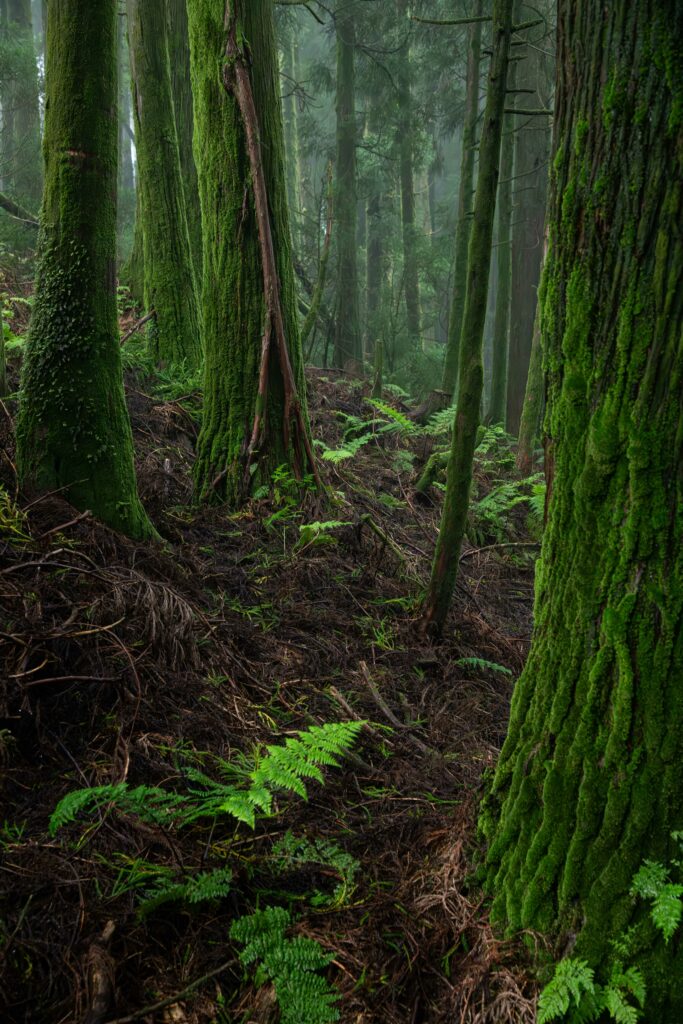 Vibrant forest wallpaper with mossy trees dense ferns and lush green woodland textures background
