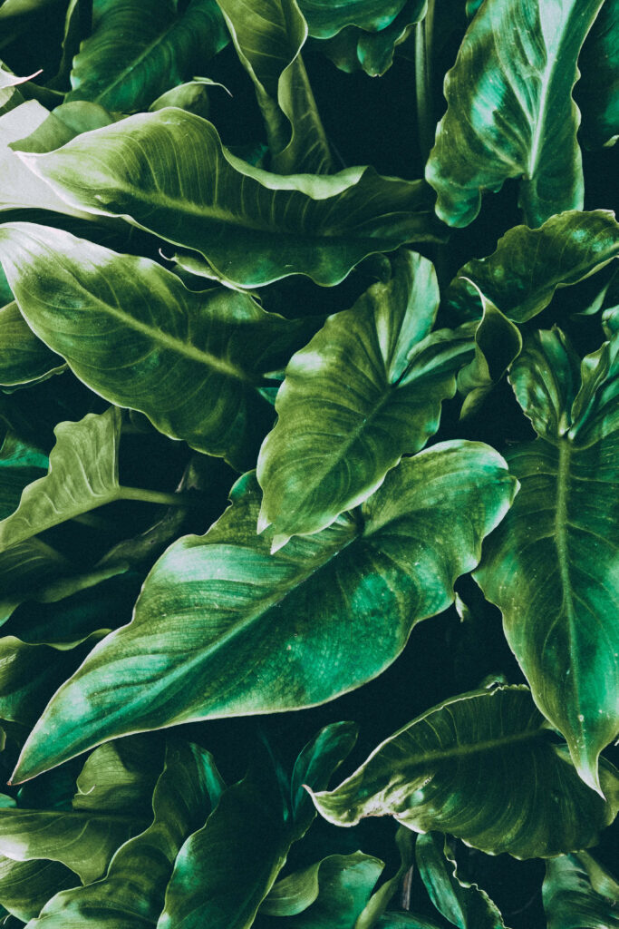 Lush Green Foliage: Vibrant Tropical Leaves Immersed in Serene Desktop Paradise Wallpaper