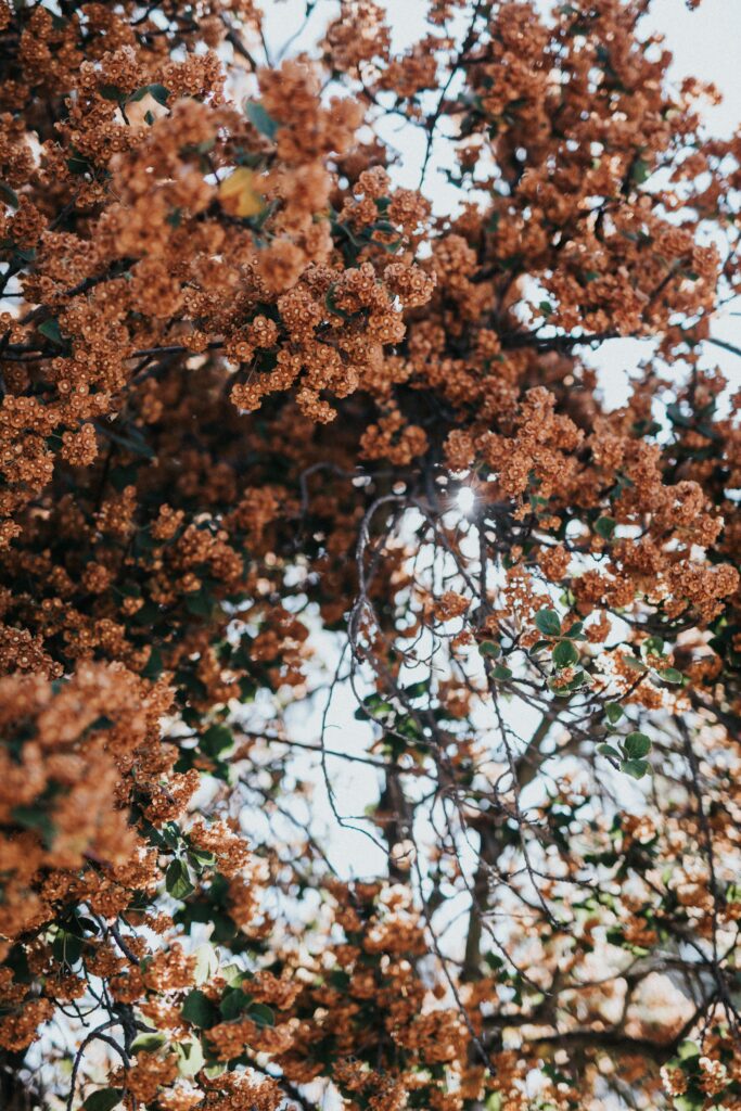 Lush tree with dense orange brown flowers and green leaves against bright sky wallpaper background