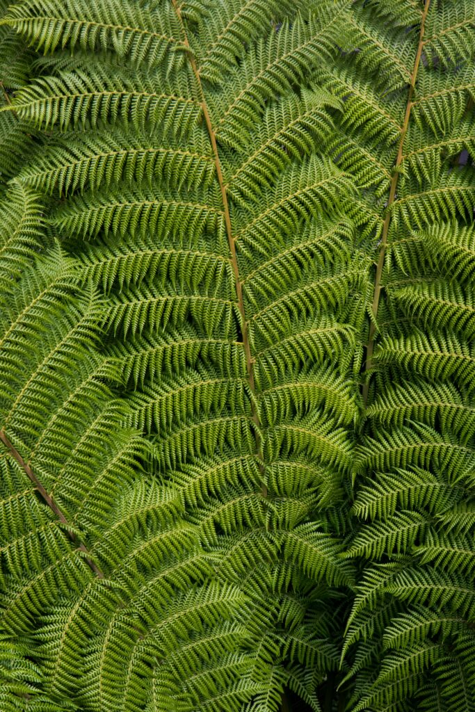 Close-up of vivid green ostrich fern fronds with intricate patterns creating lush botanical wallpaper