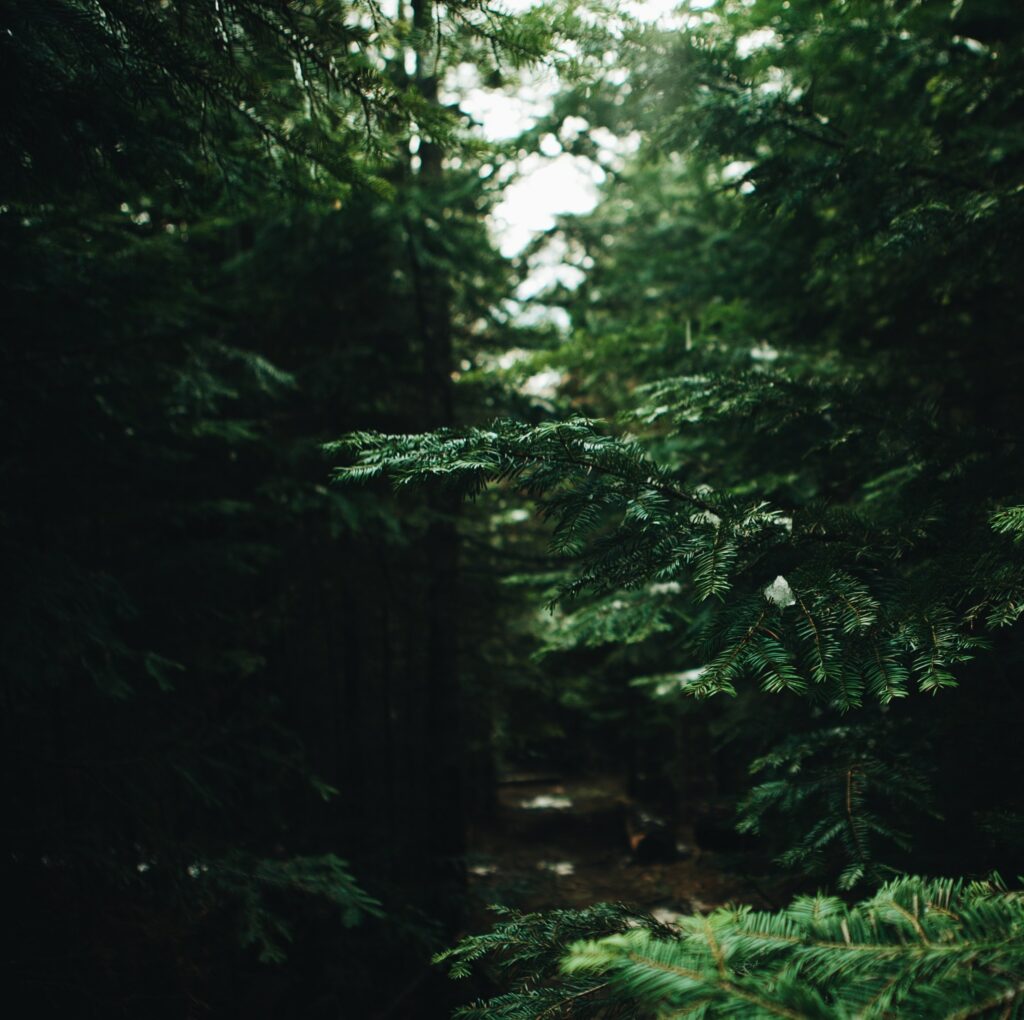 Lush pine forest wallpaper with dense green needles soft light and peaceful woodland path background
