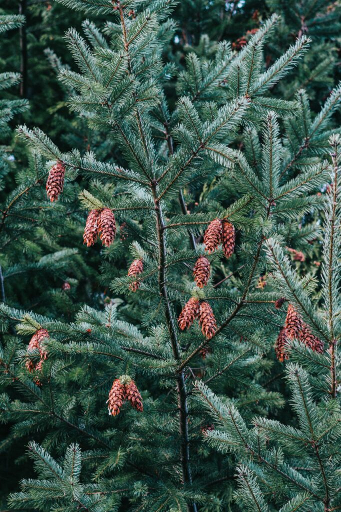 Lush pine tree wallpaper with brown cones vibrant green needles and detailed forest foliage background