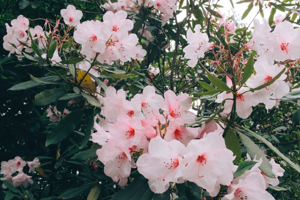 Serene Pink Flower Wallpaper with Green Leaves - High Resolution Background
