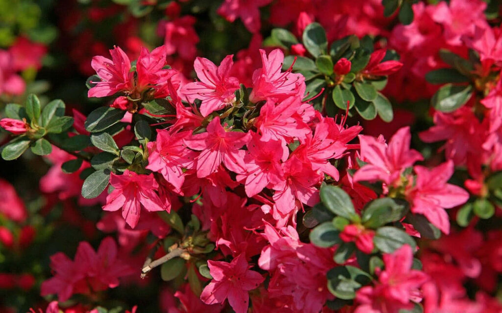 Lush Pink Flowers and Green Leaves: Vibrant Laptop Wallpaper