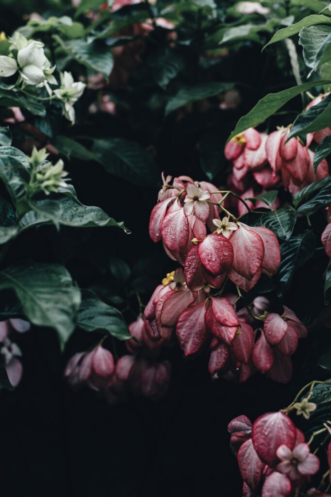 “Lush Pink Flower Wallpaper with Fresh Water Droplets - Natural Beauty”