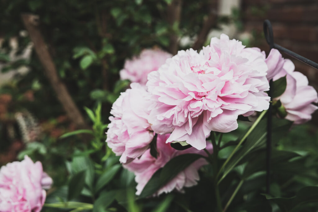 Lush Pink Peonies in Bloom - Elegant Nature Wallpaper Background
