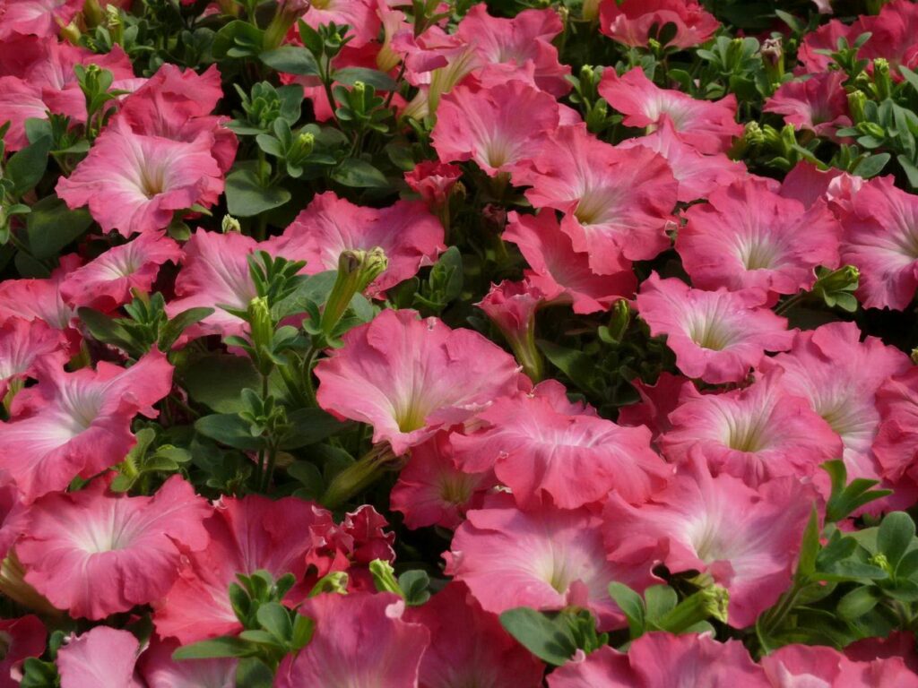 Lush Pink Petunia Wallpaper: Fresh Floral Background for Your Space
