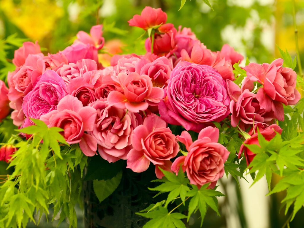 Vibrant Pink Roses Bouquet Wallpaper with Fresh Green Foliage