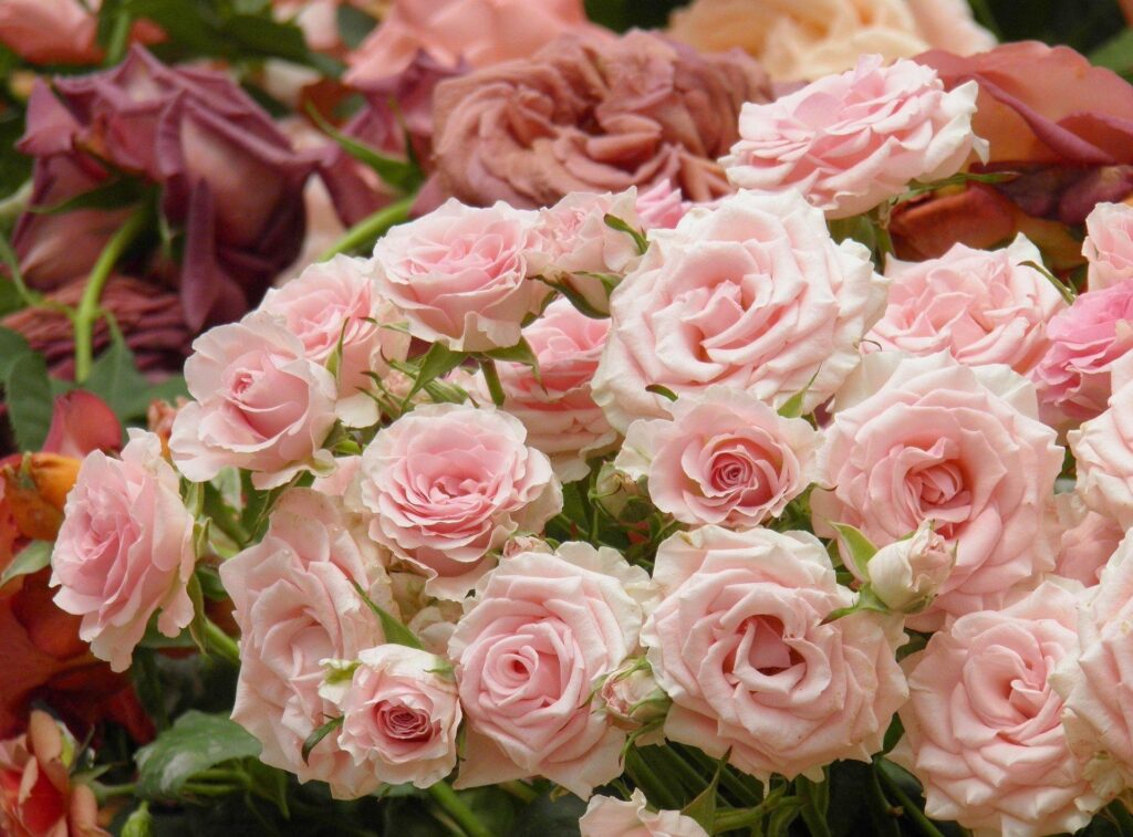 Elegant Pink Roses Wallpaper - Lush Floral Background Design
