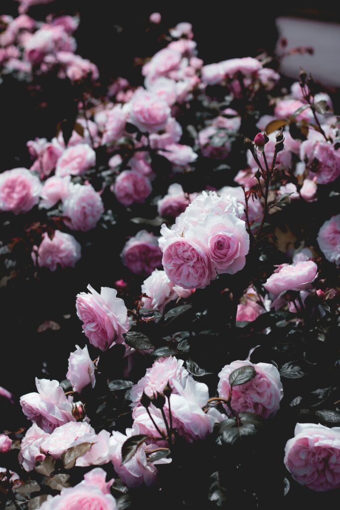 Elegant Pink Roses Wallpaper: Lush Floral Bush Background