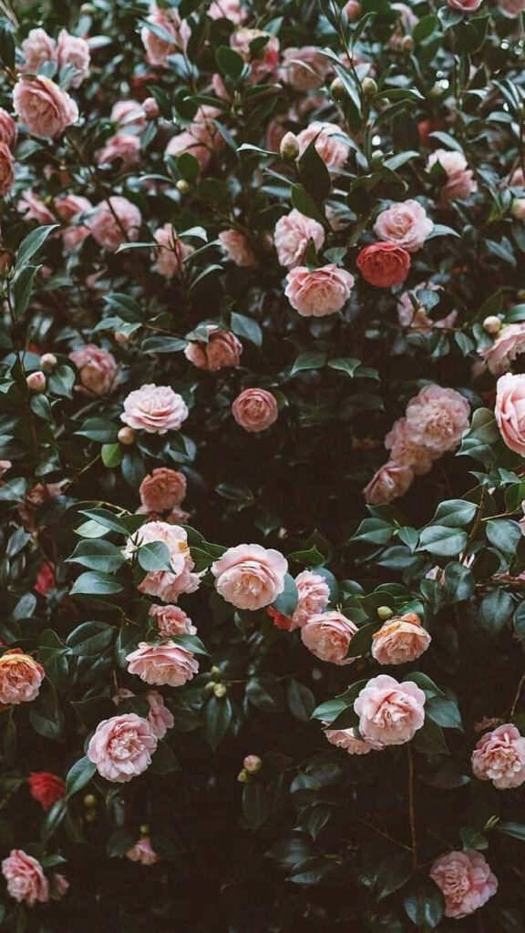 Lush Pink Roses Wallpaper: Serene Natural Background Design