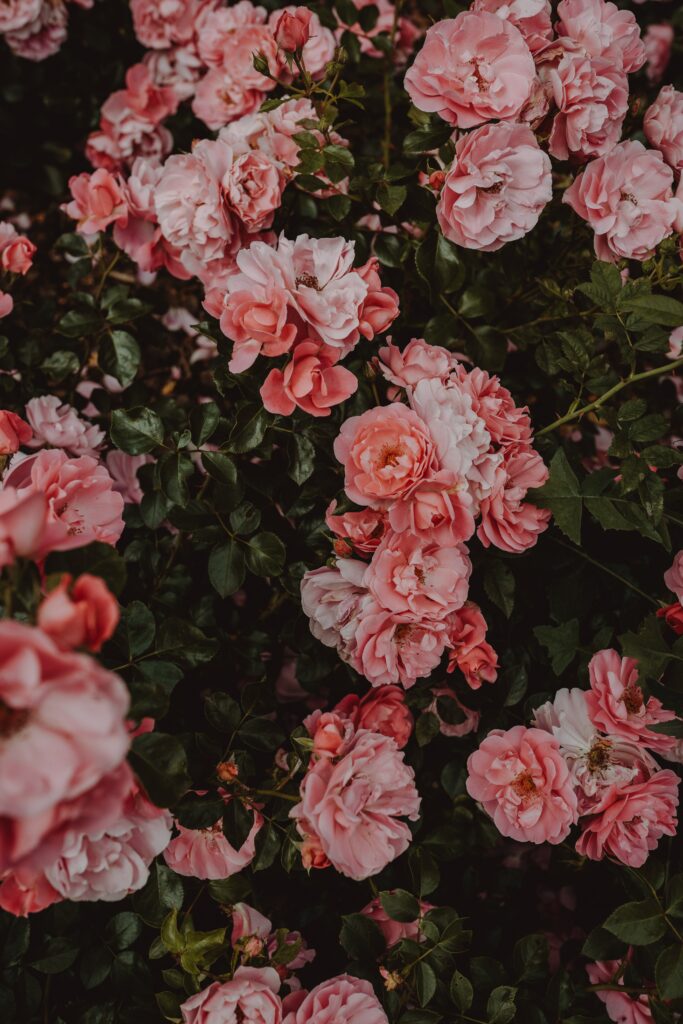 Vibrant Pink Roses Wallpaper: Lush Floral Tapestry Background