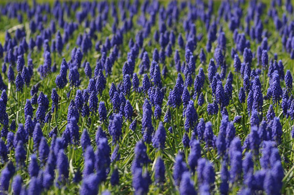 Vibrant field of purple grape hyacinths blooming under soft natural spring light wallpaper background