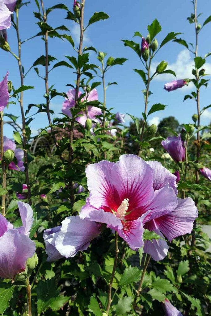 Lush Purple Hibiscus Wallpaper Against Clear Blue Sky - Serene Background