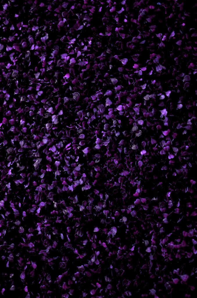 Purple leaves wallpaper with dense small foliage creating lush modern botanical texture background