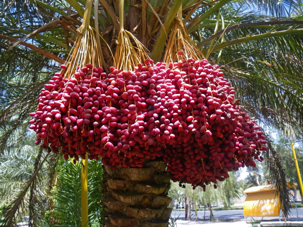 Ripe red dates hanging on palm tree with glossy texture and lush green tropical leaves background Wallpaper