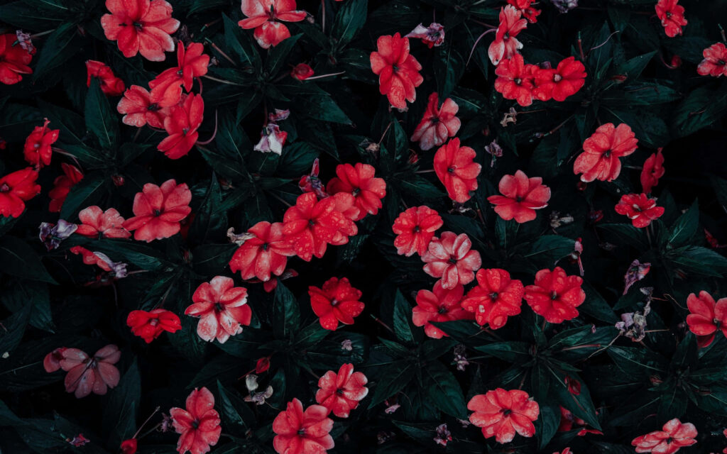 Vibrant Red Flower Wallpaper with Deep Green Leaf Background