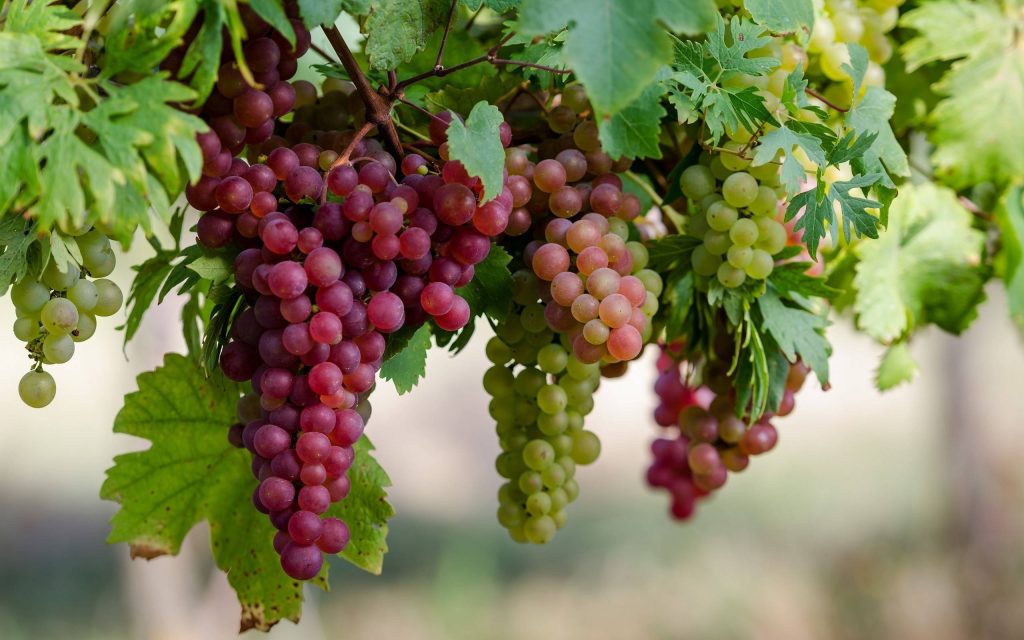 Close-up of ripe champagne red and green grapes on vibrant vine high-resolution wallpaper