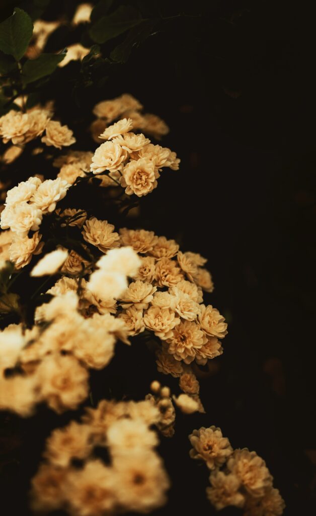 Lush Rosa Banksiae Blooms Wallpaper: Creamy Flowers on Dark Background