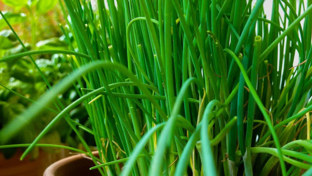 Luscious Green Chives Thriving in a Vibrant Garden Setting Wallpaper