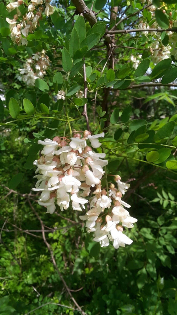 Lush spring wallpaper with fresh green leaves and white Black Locust tree flowers blooming