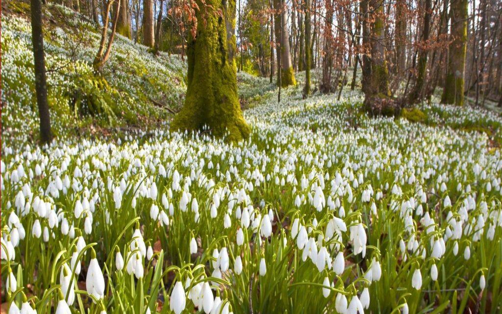 Vibrant spring wallpaper with white snowdrops green grass mossy trunks and budding trees background