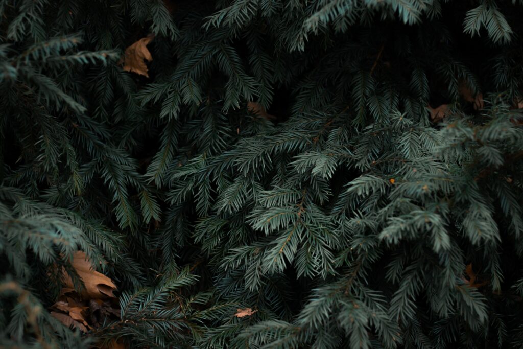 Dense spruce branches with lush green needles and brown leaves creating forest texture wallpaper