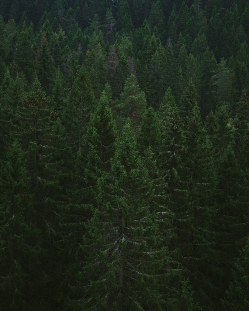 Dense forest wallpaper with tall spruce trees and rich green needles creating lush canopy