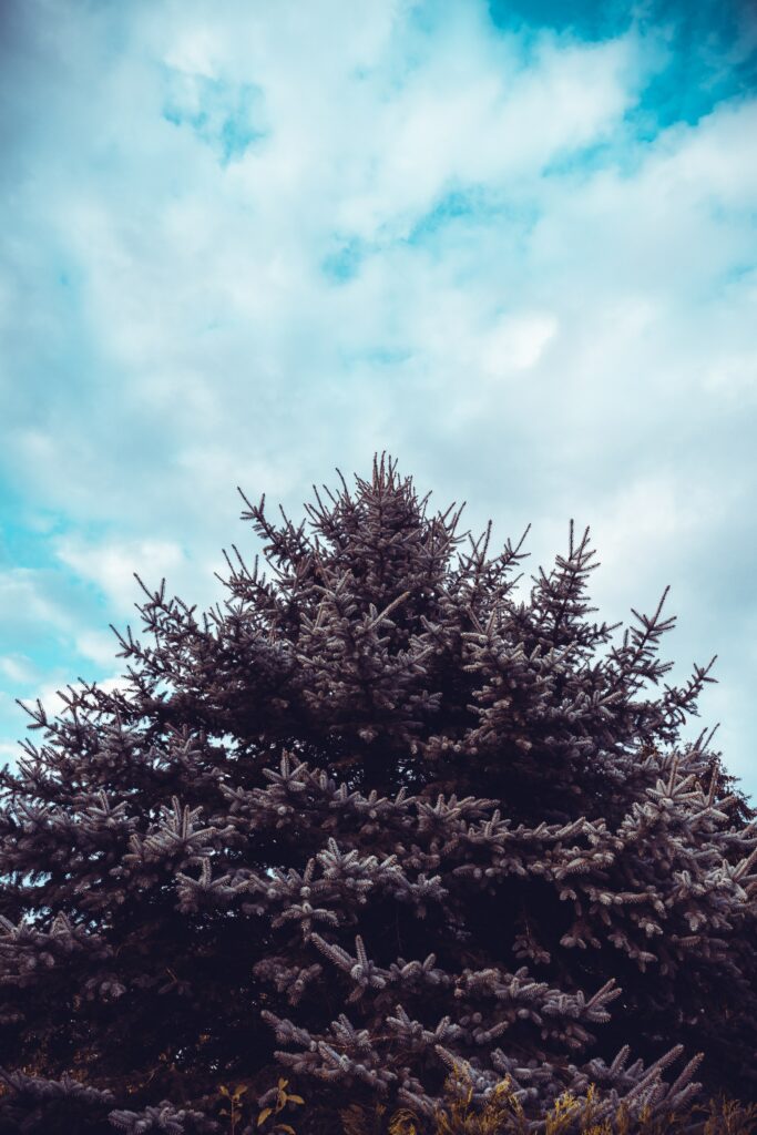 Lush spruce tree with dark green needles against vibrant blue sky and scattered white clouds wallpaper